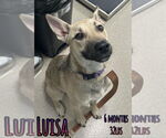 Small #3 Mutt