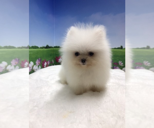 Medium Photo #4 Pomeranian Puppy For Sale in LOS ANGELES, CA, USA