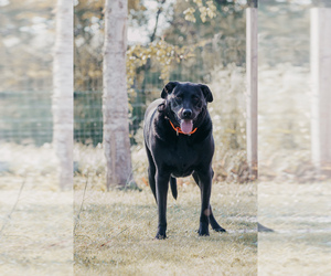 Australian Cattle Dog-Labrador Retriever Mix Dogs for adoption in BELLVILLE, TX, USA