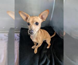 Chihuahua Dogs for adoption in Camarillo, CA, USA