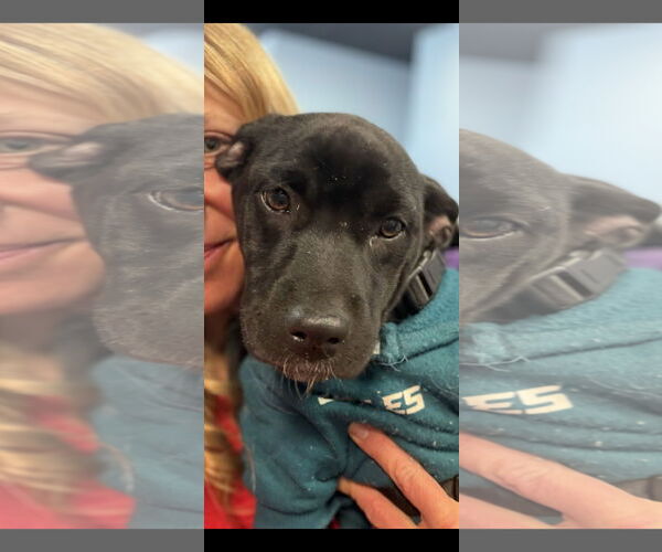 Medium Photo #5 Mutt Puppy For Sale in NYC, NY, USA