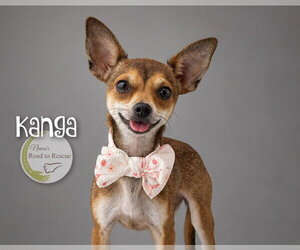 Kanga - Female Chihuahua Dog for Adoption - Photo #2