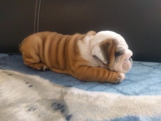 Bulldog Puppy for sale in CHEYENNE, WY, USA
