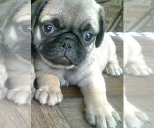 American Lo-Sze Pugg Puppy for sale in SAN ANTONIO, TX, USA