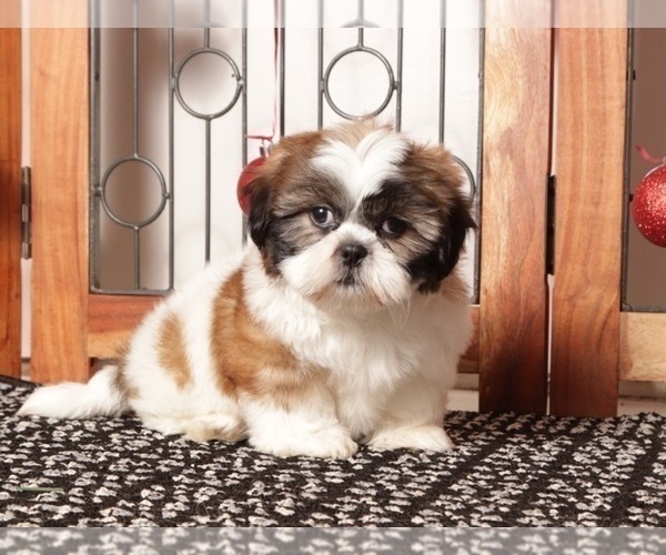 Medium Photo #9 Shih Tzu Puppy For Sale in NAPLES, FL, USA
