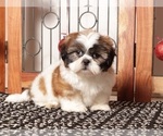 Small Photo #9 Shih Tzu Puppy For Sale in NAPLES, FL, USA