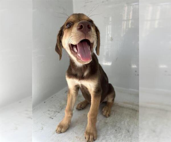 Medium Photo #1 Labrador Retriever-Unknown Mix Puppy For Sale in Houston, TX, USA