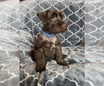 Small #3 Schnauzer (Miniature)
