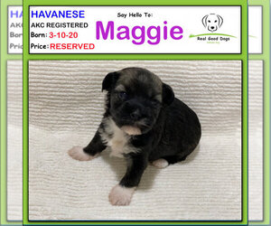 Havanese Puppy for sale in ALBION, IN, USA