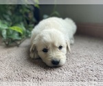 Small Photo #10 Golden Retriever Puppy For Sale in FORDLAND, MO, USA