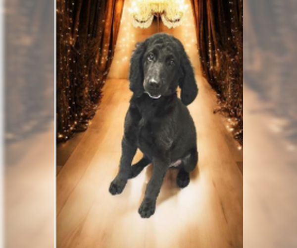 Medium Photo #5 Goldendoodle Puppy For Sale in Pacolet, SC, USA