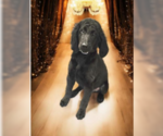 Small #4 Goldendoodle