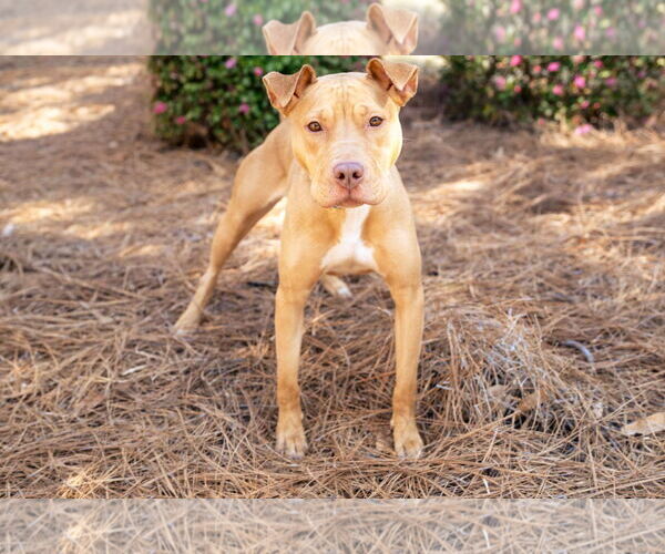 Medium Photo #2 American Staffordshire Terrier-Unknown Mix Puppy For Sale in Holly Springs, NC, USA