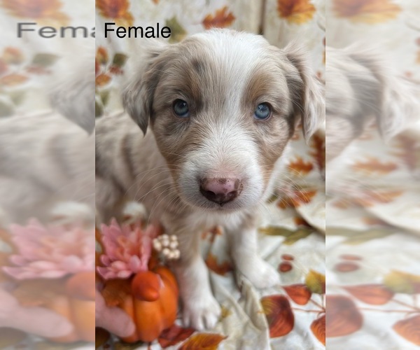 Medium Photo #1 Australian Shepherd Puppy For Sale in COTOPAXI, CO, USA