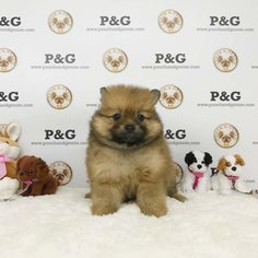 Pomeranian Puppy for sale in TEMPLE CITY, CA, USA
