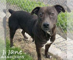 American Pit Bull Terrier-Unknown Mix Dogs for adoption in Conroe, TX, USA