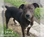 Small American Pit Bull Terrier Mix