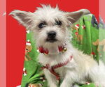 Small #6 Shih Tzu Mix