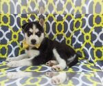 Small Photo #5 Siberian Husky Puppy For Sale in LANCASTER, PA, USA