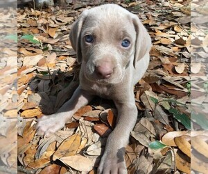 German Shorthaired Weimaraner Puppy for sale in DALLAS, TX, USA