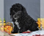 Small Photo #1 Cavapoo Puppy For Sale in SUNBURY, PA, USA