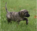 Small #5 Boxer Mix