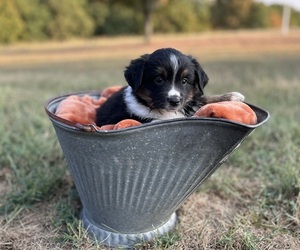 Miniature Australian Shepherd Puppy for sale in AURORA, MO, USA