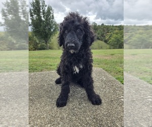 Poodle (Standard) Puppy for sale in WILLIAMSTOWN, KY, USA
