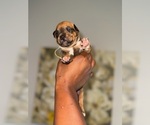 Small #3 American Bully
