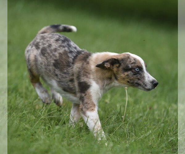Medium Photo #5 Mutt Puppy For Sale in Mechanicsburg, PA, USA