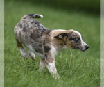 Small #4 Mutt