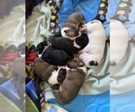 Small Photo #1 Bull Terrier Puppy For Sale in KENNEWICK, WA, USA