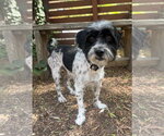 Asher - Male Maltese-Unknown Mix Dog for Adoption - Small photo