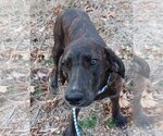 Small Photo #14 Coonhound-Plott Hound Mix Puppy For Sale in Wakefield, RI, USA