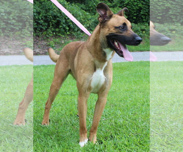 Medium Photo #3 Mutt Puppy For Sale in Prattville, AL, USA