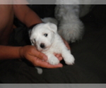 Small Photo #10 Coton de Tulear Puppy For Sale in COLUMBIA, MO, USA