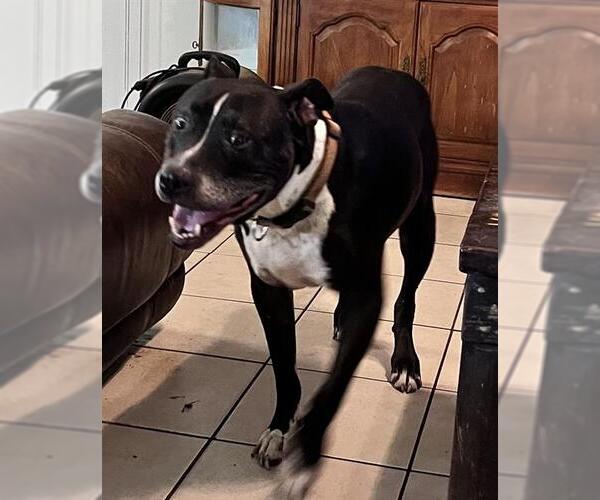 Medium Photo #1 American Staffordshire Terrier-Unknown Mix Puppy For Sale in San Antonio, TX, USA