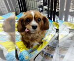 Small #2 Cavalier King Charles Spaniel