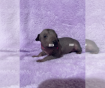 Small Photo #7 Xoloitzcuintli (Mexican Hairless) Puppy For Sale in BRIDGEVILLE, CA, USA