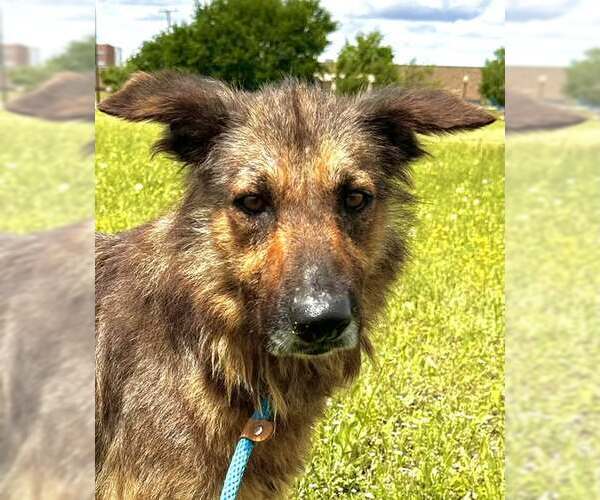 Medium Photo #4 Mutt Puppy For Sale in Rowlett, TX, USA