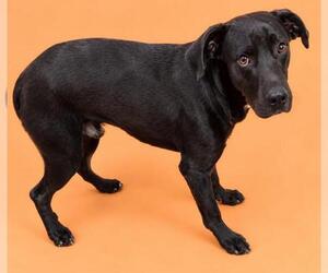 Mutt Dogs for adoption in HESPERIA, CA, USA