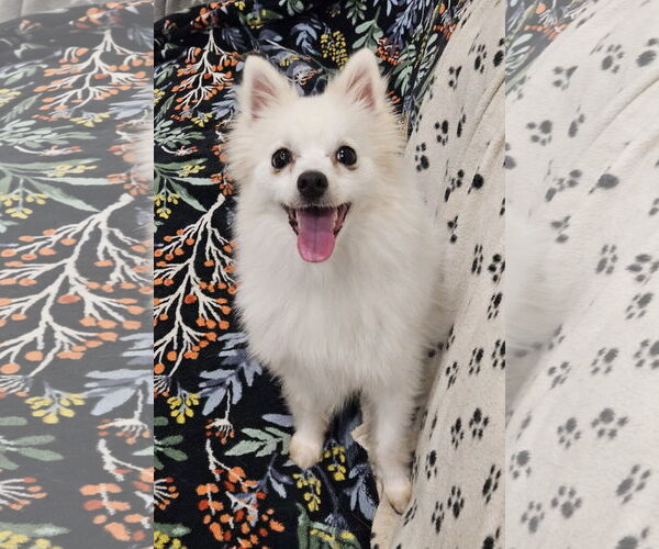 Medium Photo #2 Pomeranian Puppy For Sale in Agoura Hills, CA, USA