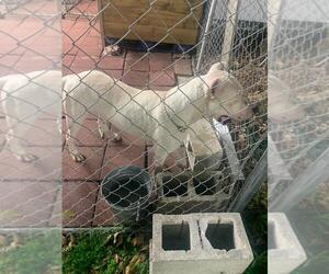 Father of the Dogo Argentino puppies born on 05/08/2022