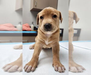 Mutt Dogs for adoption in Houston, TX, USA