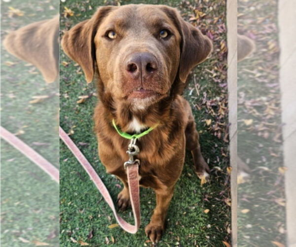Medium Photo #3 Labrador Retriever-Unknown Mix Puppy For Sale in Lakewood, CO, USA