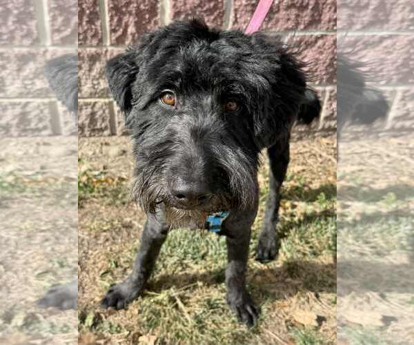 Medium Photo #3 Labradoodle Puppy For Sale in Lee's Summit, MO, USA