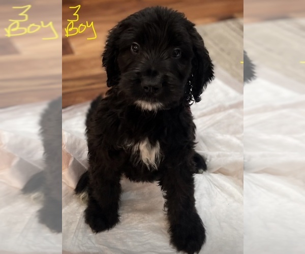 Medium Photo #2 Bernedoodle-Saint Bernard Mix Puppy For Sale in NEW RIVER, AZ, USA