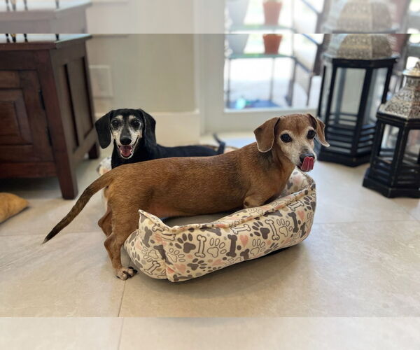 Medium Photo #2 Dachshund Puppy For Sale in Weston, FL, USA