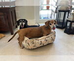 Small #1 Dachshund