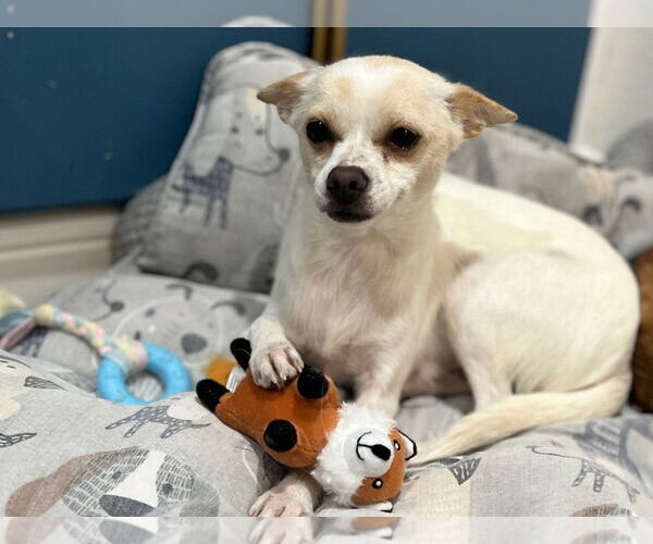 Medium Photo #2 Chihuahua Puppy For Sale in Fremont, CA, USA